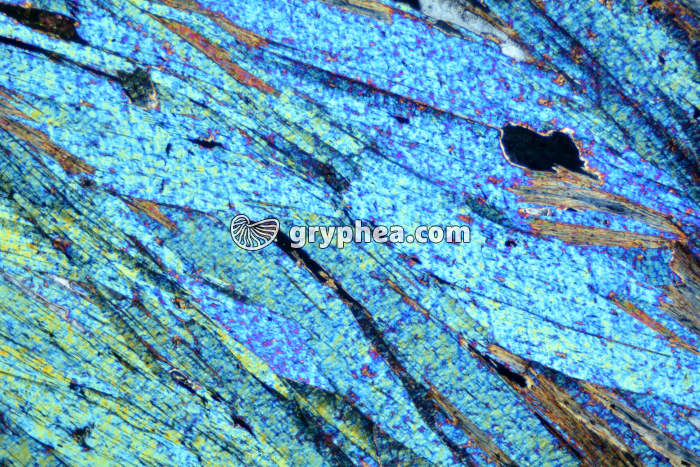 Micaschiste LPA x25 - gryphea.com